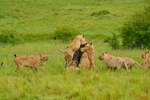 A dynamic pride of lions is hunting a buffalo on the savannah: lion (Panthera leo), Cape buffalo