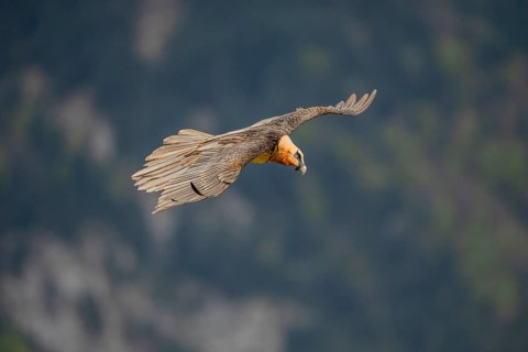 Bearded vulture (Gypeatus barbatus), in flight, Pyrenees, Spain