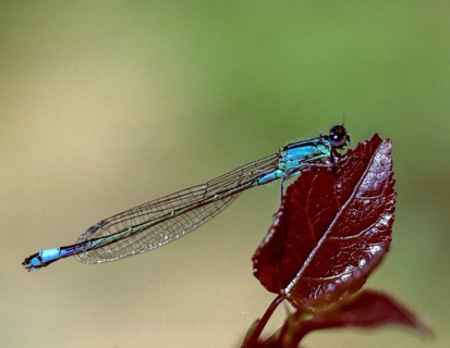 Blue-tailed damselfly, dragonfly, ischnura elegans, damselflies, dragonflies, insects, leo,