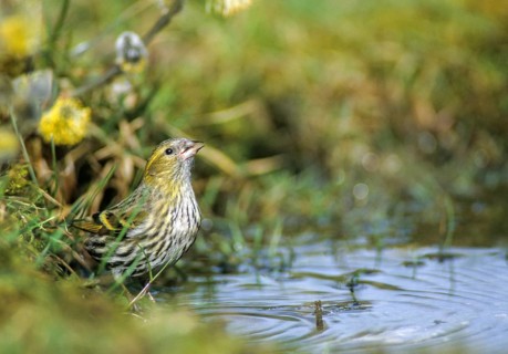 Carduelis spinus, siskin, spinus spinus, siskin, bath, bathe, bird bath, birds, female, passeri,