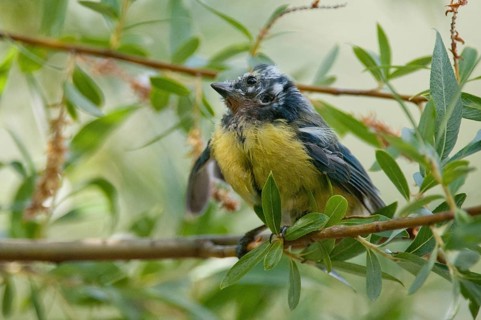 Blue tit, Parus caeruleus, Suttonella ornithocola, birds, ill, sick, tits, passeri, songbirds,
