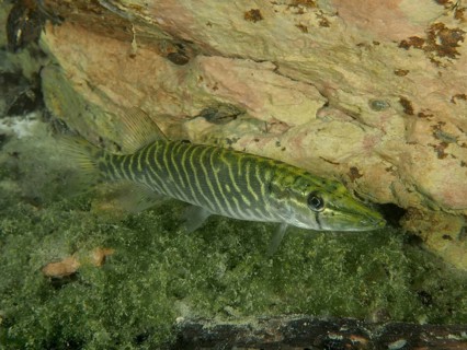 Fish with stripe pattern, pike (Esox lucius), near a rocky ground, dive site Zollbrücke, Rheinau,