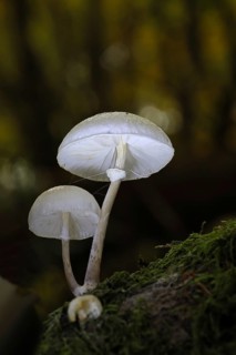 Ringed beech slime fungus (Oudemansiella mucida), on dead beech wood, Wilnsdorf, North