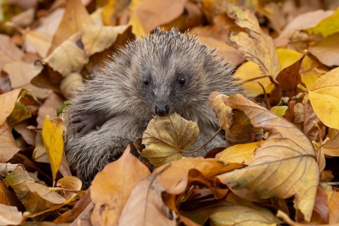 European hedgehog (Erinaceus europaeus) adult animal resting on autumn colour leaves in a garden
