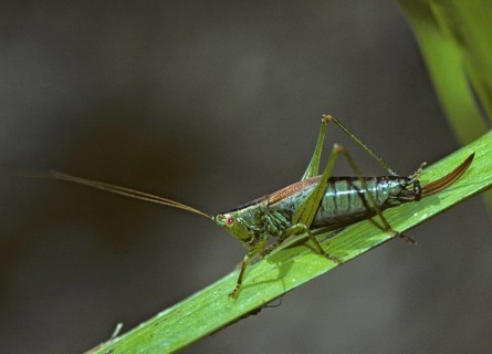 Conocephalus dorsalis, grasshoppers, short-winged swordscare, short-winged conehead, grasshoppers,