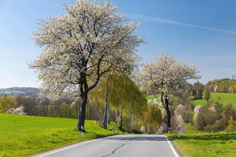 Curvy country road with blooming fruit trees in spring, near Sebnitz, Saxon Switzerland, Saxony,
