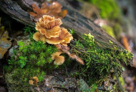 Bicoloured deceiver mushroom, laccaria bicolor, lacquer funnel, bicoloured lacquer funnel, fungi,