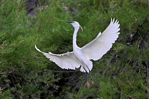 Little Egret (Egretta garzetta), with nesting material in its beak, taking departure from a tree,