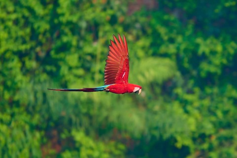 A macaw flying alone through the sky with dense green forest in the background, Green-winged Macaw,