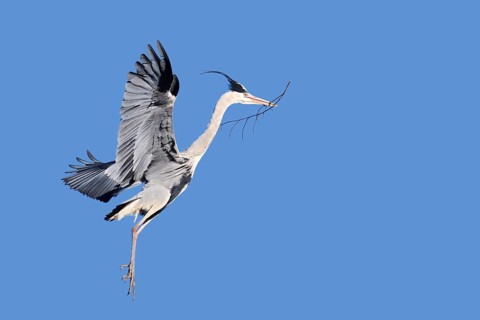 Grey heron (Ardea cinerea) in flight with nesting material, North Rhine-Westphalia, Germany