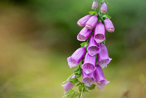 Brownwort, Digitalis Purpurea, Red Foxglove, Scrophulariaceae, Common Foxglove, Foxglove, Flora,