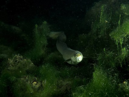 A European eel (Anguilla anguilla) swimming at night between green algae in a dark underwater