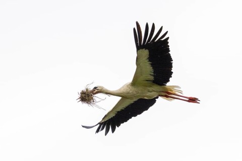 A white stork (Ciconia ciconia) flies with nesting material in its beak, Affenberg Salem, Lake