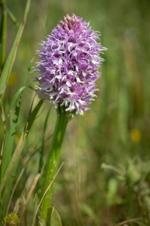 Granelli, Italian Orchid, Italian Orchid, Italy, Orchidaceae, Orchids, Orchis Italica, Pantani Cuba
