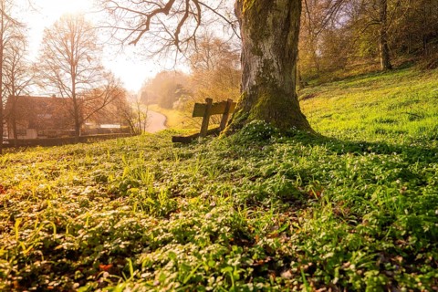 Sunny spring image of a large tree on a green field, Dachtel, Aidlingen, Heckengäu region, Germany