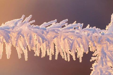 A fence covered in hoarfrost, backlit at sunrise on a very cold morning. Mühlviertel, Austria