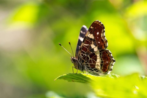 Araschnia Levana, European map, map butterfly, butterfly, insects, butterfly, butterflies,