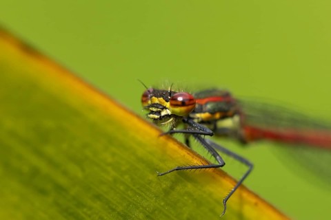 Large red damselfly (Pyrrhosoma nymphula) adult insect on a reed stem in spring, Suffolk, England,