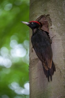 Black Woodpecker, Dryocopus Martius, Black Woodpecker, Birds, High Size, Portrait Format,