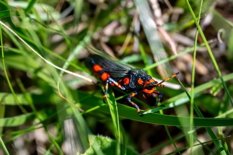 Red and black locust (Maura rubroornata), Drakensberg Mountains, South Africa