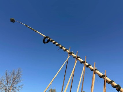 Traditional setting up of a maypole, May 1, 2026, Bavaria, Germany