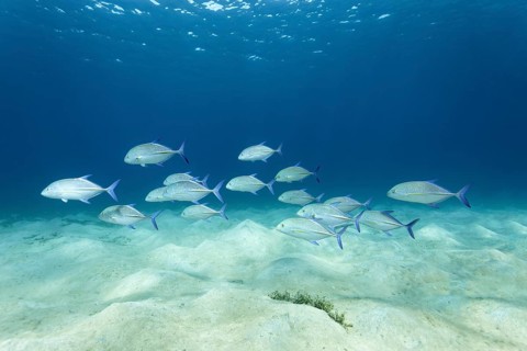 Shoal, bluefin trevally (Caranx melampygus), swimming over sandy bottom, Red Sea, Gota Abu Ramada,