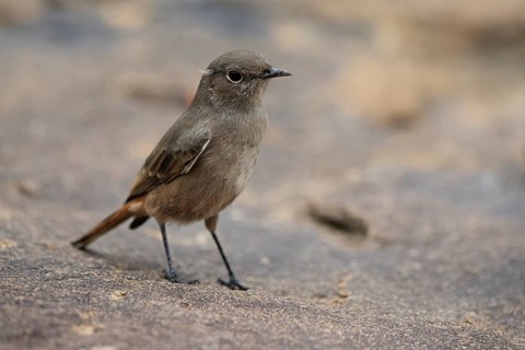 Rusty-tailed Wheatear, (Oenanthe familiaris), adult, alert, Mountain Zebra National Park, South