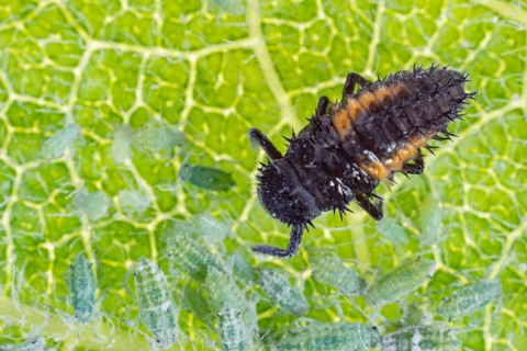 Ladybird or ladybug larva feeding on Plum aphids (Brachycaudus helichrysi) on a plum tree leaf in