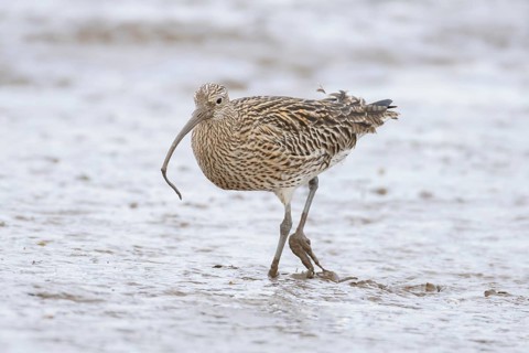 Eurasian curlew (Numenius arquata) adult wading bird carrying a lugworm for food in its beak on a