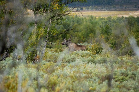 A moose emerges from the dense greenery of a forest, surrounded by autumnal colours. A male moose