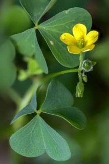 Upright sorrel, oxalidaceae, oxalis stricta, oxalis europaea, oxalis fontana, sorrel, sour clover,