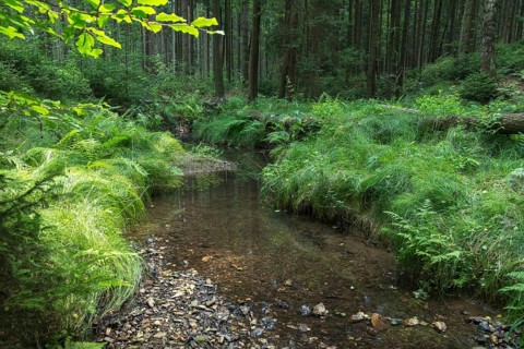 Germany, Greiz, Greiz-Werdauer-Wald, Schlötenbach, Thuringia, Bach, Brook, rivers, Vogtland