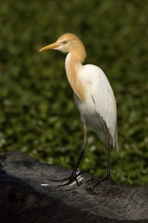 Western Cattle Egret (Bubulcus ibis), Perak, Malaysia