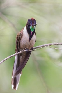 Bearded Mountaineer (Oreonympha nobilis) perched on a branch in Peru