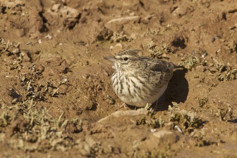 Thekla Lark (Galerida theklae), Morocco