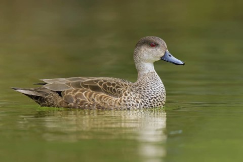Grey Teal (Anas gracilis), Victoria, Australia