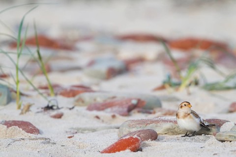 Snow Bunting - Schneeammer - Plectrophenax nivalis ssp. nivalis, Germany