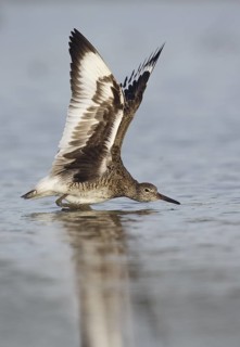 Willet (Tringa semipalmata) stretching, Texas, USA