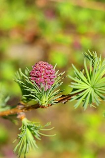 Female flower of the larch (Larix decidua), growing into cones, Wilnsdorf, North Rhine-Westphalia,
