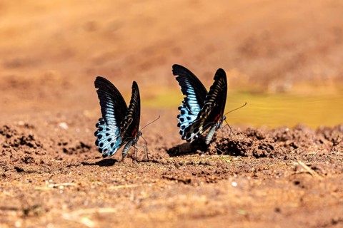 Two butterflies with blue and black wings on an earthy surface in a natural environment, Blue
