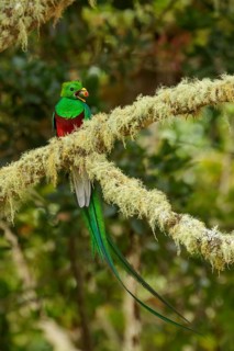 Resplendent Quetzal (Pharomachrus mocinno) perched on a branch in Costa Rica