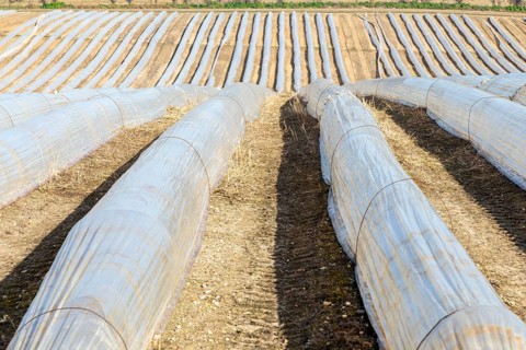 Polythene cloches, polytunnels, folio tunnels, running across farmland field to protect crops from