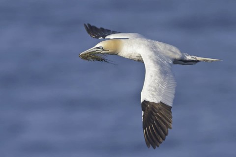 Northern Gannet (Morus bassanus) flying, Newfoundland, Canada