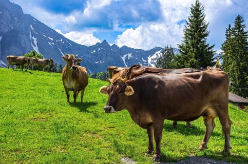 Cows with properly attached ear tags graze on an alpine pasture in the Swiss Alps near Urnäsch and
