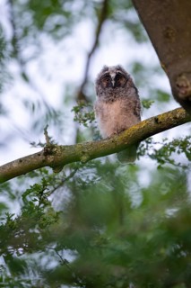 Long-eared owl (Asio otus), young bird, nest fledgling, Bottrop, Ruhr area, North Rhine-Westphalia,