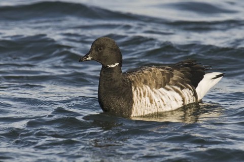 Brant Goose (Branta bernicla), New Jersey, USA