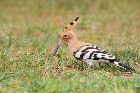 Hoopoe (Upupa epops) foraging in a meadow, Algarve, Portugal