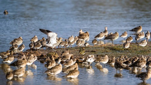 Eurasian Curlew, Numenius arquata, birds on marshes, Devon, England, United Kingdom