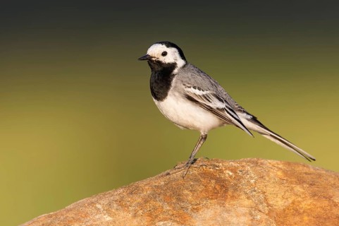 White Wagtail (Motacilla alba) perched on a rock, Poland