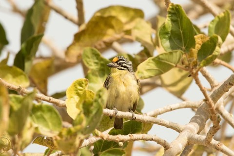 Yellow-fronted Tinkerbird (Pogoniulus chrysoconus), Gambia